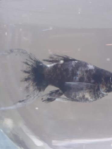 Balıqlar: Molinezi, Sülhsevər -da lalafo.az — 2 Balıqlar: Molinezi, Sülhsevər — 2