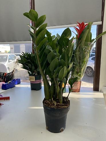 Замиокулькас (Zamioculcas zamiifolia) в пластиковом горшке. -