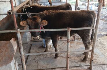 домик для кошка: Продаю | Бык (самец) | На откорм | Привязанные