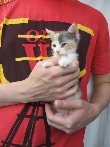 отдам кота я его боюсь: Девочка