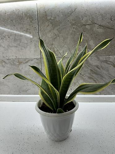 həmişə yaşıl ağaclar: Sansevieria “Laurentii” (Qayıçı dili) – dekorativ otaq bitkisi — 1