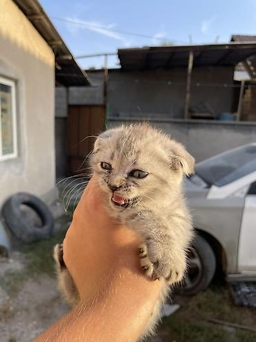 кошка ориентал: Кошка даром: Беспородная, 1 месяц, Мальчик, Проглистована — 3