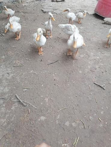 купить аквариум в баку: Salam aleykum Pekin ördəylərdi 2 aylığ larına təzə giriblər qiymət 5 — 2
