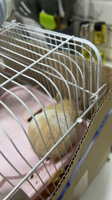 Gəmiricilər: Хомяки отдам за 1 манат! Кто желает напишите — 7