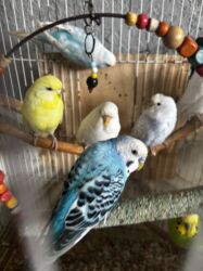 Tutuquşları: 8 ədəddir 4 dişi 4 erkək tək olan yoxdu hamısı cütdü — 5