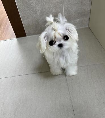 İtlər: Şpitz — 5