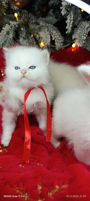 Pişiklər: Şotland, Erkək, Dişi, Yaxşı əllərə, Ödənişli çatdırılma, Ünvandan götürmə, Rayonlara çatdırılma — 8