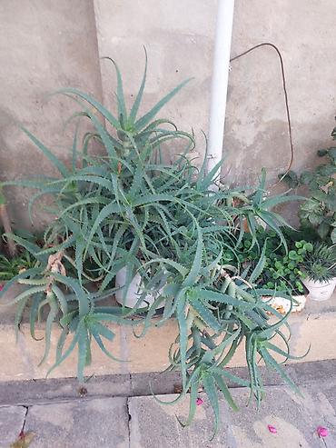 kameliya gulu satisi: 15 ilin Aloesidir.Əsl əzva.Aloe gülü (Aloe vera tipli — 2
