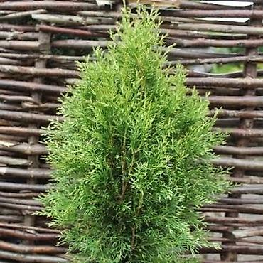 Thuja seedlings: Туя западная (Thuja occidentalis) для живых изгородей и озеленения — 5