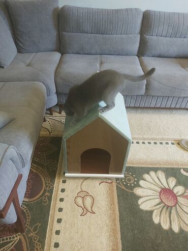 Yuvalar: Pişik üçün ev. Akril Laminat 18 lik. Ölçüləri : Hündürlük 70 sm. Eni — 7