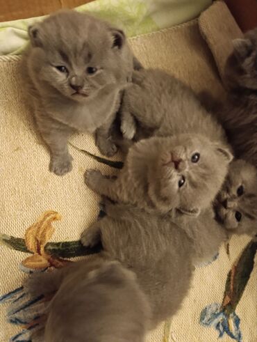 Pişiklər: Şotland — 5