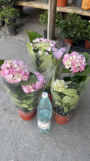 Комнатные и садовые растения в горшках - Антуриум (Anthurium) — 2