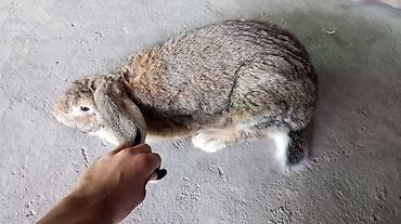 кролики ош: Продаю | Крольчиха (самка) | Для разведения — 3