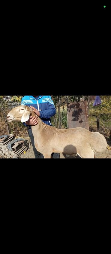 объявления о найденных животных: Продаю | Баран (самец) | Арашан | Для разведения | Осеменитель
