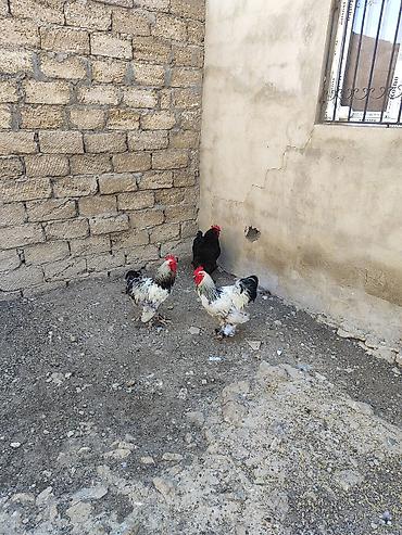 brama toyuqları: Курица, Brama, Для разведения — 1