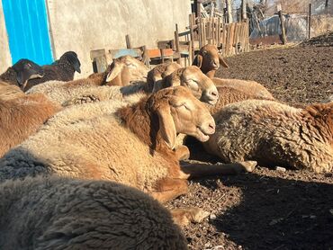 Бараны, овцы: Продаю | Овца (самка) | Для разведения | Племенные — 2