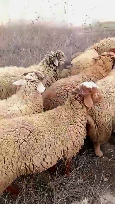 собаки в добрые руки бесплатно: Ягненок, Самец, Qala, месяцев: 7, 4 кг, Для разведения, Для мяса, Самовывоз, Платная доставка