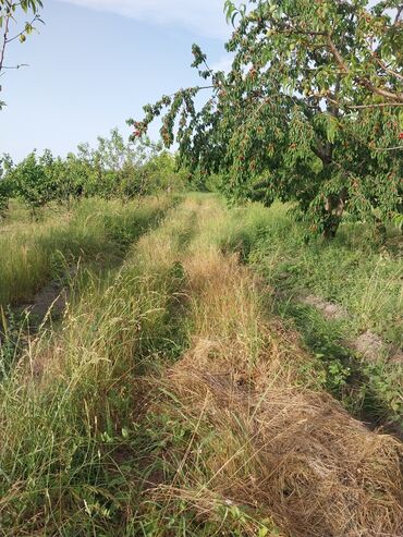 ağ gilas mürəbbəsi: 23 sot, Kənd təsərrüfatı, Mülkiyyətçi, Kupça (Çıxarış)