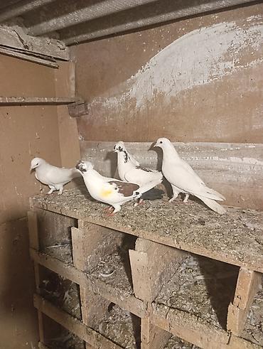 feniks quşu: 7 dene qusdu biri 5 manatdan qusdar göz qabaqinda unvan ayraport teref — 7