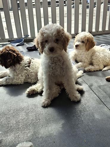 Psi: Rase: kovrdžavi štenad malog do srednjeg rasta rase Lagotto Romagnolo — 6