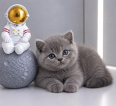 Продажа кошек: Британская короткошёрстная, 2 месяца, Девочка, Голубой, Приучена к лотку, Проглистована — 1