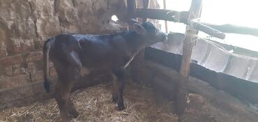 продаю як: Продаю бычок 15дней прошу сокулуке т