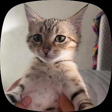 Пропала кошечка, около 4-х месяцев 🥹 Откликается на свое имя : Мия at lalafo.kg Пропала кошечка, около 4-х месяцев 🥹 Откликается на свое имя : Мия