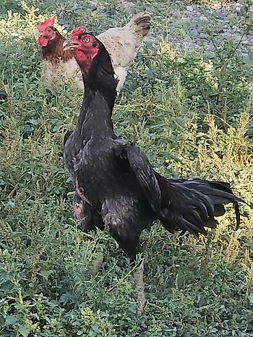 xoruz heyratı: Xoruz, Heyratı, il: 2 — 2