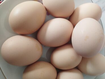 Молочные продукты и яйца: Жумуртка сатылат браманыкы домашнее