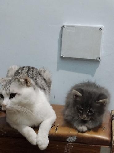 Кошки: Boz tüklü, uzun tüklü balaca pişik balası. Gözləri iri, baxışları — 2