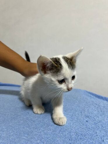 отдам машину в хорошие руки бесплатно: Отдадим в хорошие руки котенка-девочку 2 месяца, по имени Молли. Она