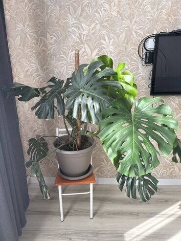 садовый стол: Монстера делициоза (Monstera deliciosa) в крупном горшке - Крупное