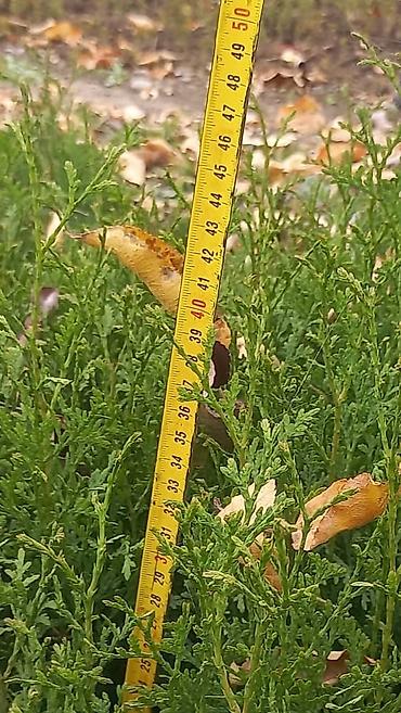 Thuja seedlings: Туя западная (Thuja occidentalis) для живых изгородей и озеленения — 17