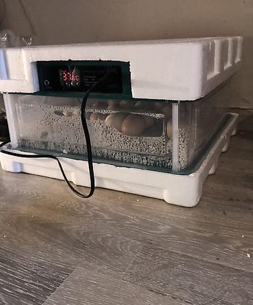 Ağıllı yumurta inkubatoru - Məişət tipli avtomatik inkubator -