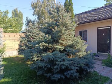 Декоративные деревья: Ели голубые (Иссык-Кульские) и туя западная для озеленения участка — 7