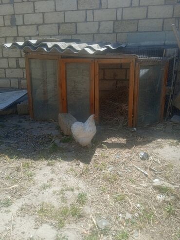 cücə satan: Toyuq cücələri, Damazlıq, Ünvandan götürmə