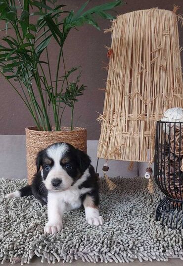 Psi: Border koli/collie štenci. Vakcinisani i očišćeni od parazita, 2 — 4