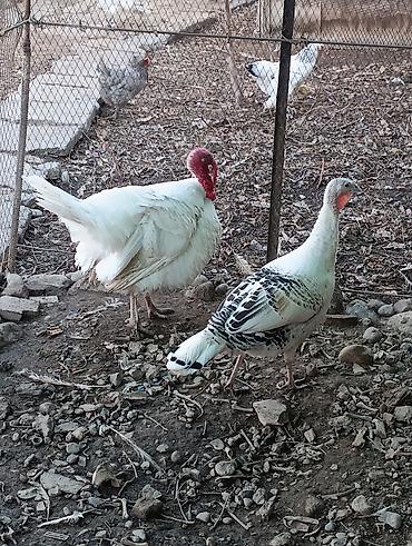 Индюки: Продаю | Индюшка (самка), Индюк (самец) | Полукровка | На забой, Для разведения | Племенные — 2