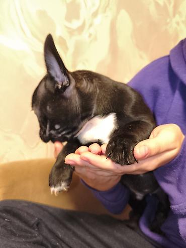 Продажа собак: Бульдог, 2 месяца, Самец, С прививкой at lalafo.kg — 5 Продажа собак: Бульдог, 2 месяца, Самец, С прививкой — 5