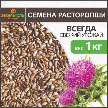 продукты здорового питания: Расторопша пятнистая или silybum marianum - колючее растение с