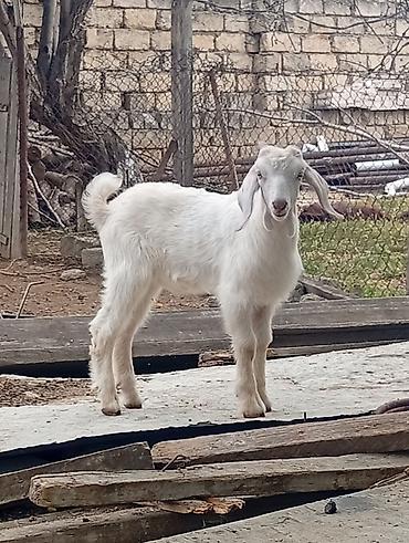 golden goat: Super damazlıq heleb cepişleri erkeydiler hamısı 3 aylıqdılar böyük — 3