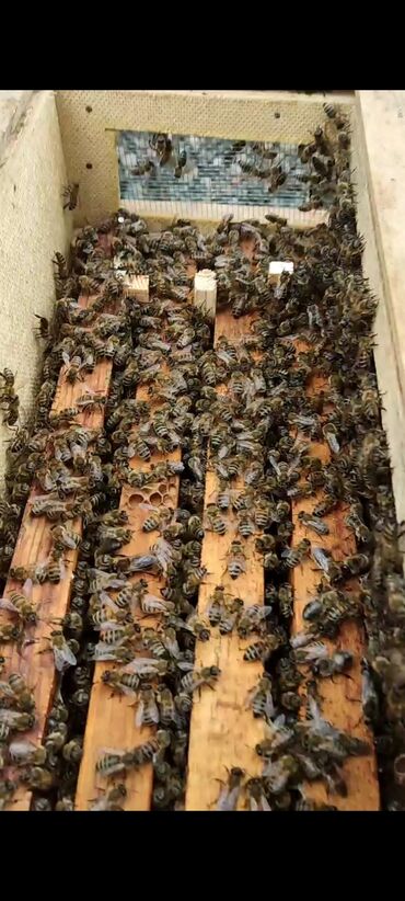пчело матка: Продается пчелопакеты порода: Карника матки годовалые 3 Расплода