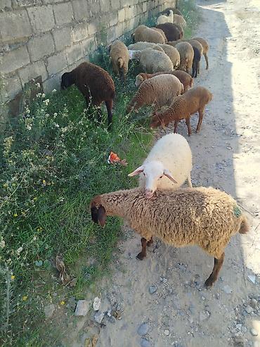 Qoyunlar, qoçlar: Mal-qara: Qoyun-quzu sürüsü Təsvir: 21 quzudu biri 185 - — 2