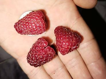 Малина: Малина Оптом — 9