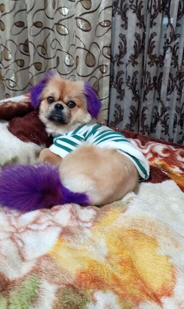 Akvarium aksessuar və ləvazimatları: Pekines, 1 il, Erkek, Ünvandan götürmə