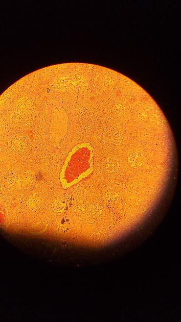 Ostali medicinski proizvodi: Mikroskop Zeiss Fluorescentni Nemam trafo za njega U funkciji Kao sa — 19