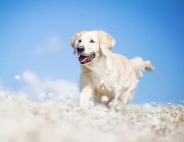 усыпление собак на дому: Ветеринарная помощь 🧑🏻‍⚕️ - Гуманное усыпление животных по медицинским