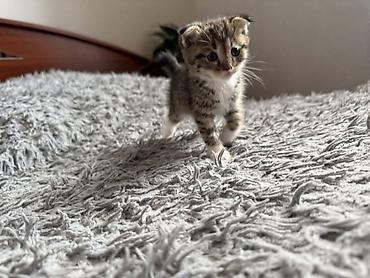 котята токмак: Беспородная, 1 месяц, Мальчик, Приучена к лотку — 7