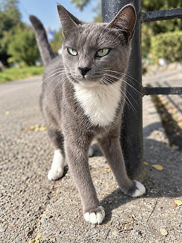 в добрые руки кошки: Кошка даром: Беспородная, Девочка — 1