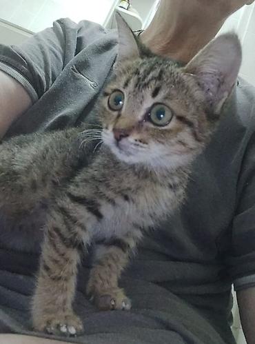 рыжие котята бесплатно: Котята — домашние любимцы Описание: - Два ласковых котёнка — 1